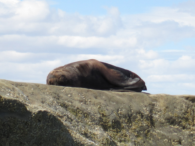 Sea Lion resting...