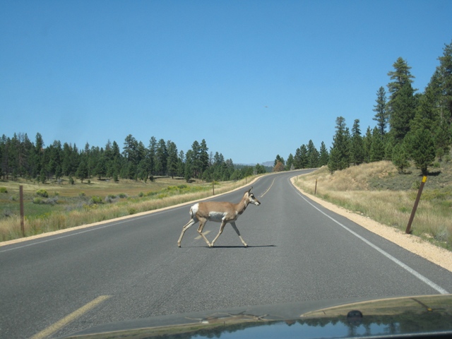 Longhorn deer crossing the road in Bryce National Park