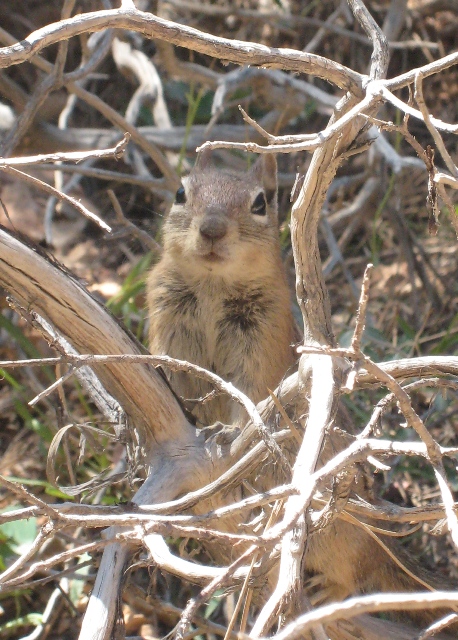 One of our visitors during the hike…