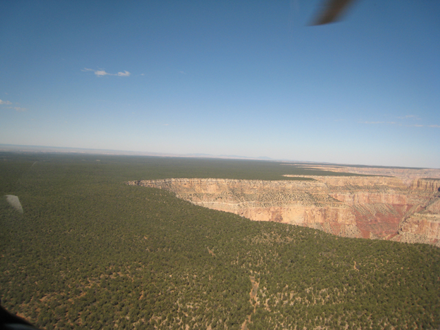 The Grand Canyon, starts abruptly in the middle of the Colorado Plateau and the surrounding forest