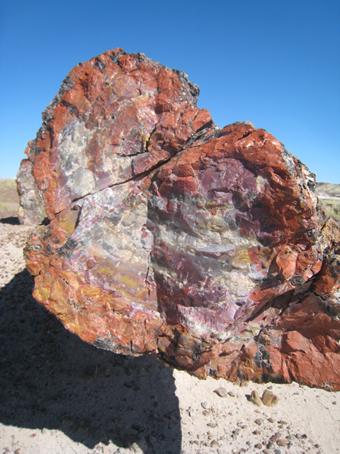 An end-on view of the same ‘tree’ showing how it has now turned to stone …