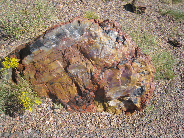 Another petrified tree clearly showing the fantastic colours of stone it has now become…