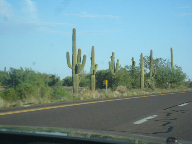 Classic cacti at the side of the highway on the way to Phoenix…